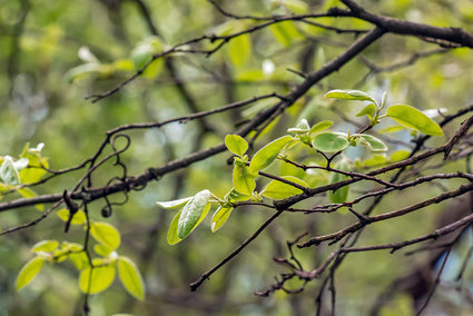 Breedbladige meelbes - Sorbus latifolia 'Henk Vink' Hoogstam