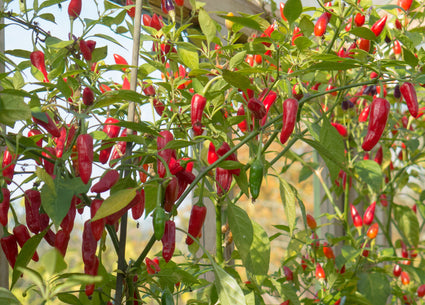 Spaanse peper Capsicum annuum - zelf chilipepers kweken