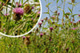 Spaanse ruiter - Cirsium dissectum - Inheemse plant