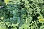 Spierstruik - Spiraea betulifolia 'Tor'