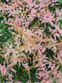 Roze bloeiende schaduwplant
