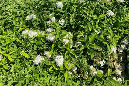 Struikspirea - Spiraea japonica 'Albiflora' in bloei