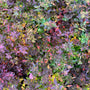 Herfstkleuren Spiraea japonica 'Nana'