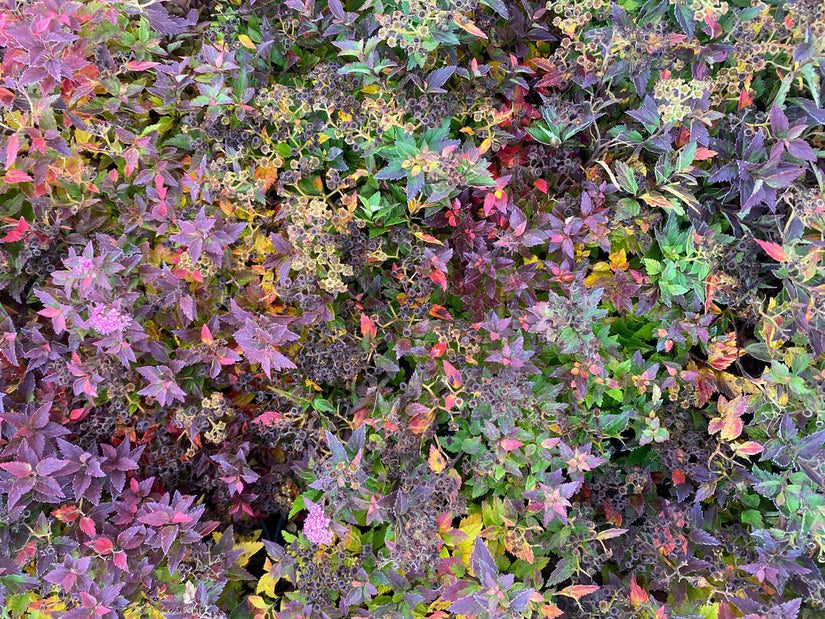 Herfstkleuren Spiraea japonica 'Nana'