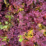 Herfstkleuren Spiraea japonica Zen'Spirit Caramel