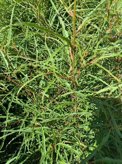 Sporkehout - Frangula alnus 'Aspleniifolia'