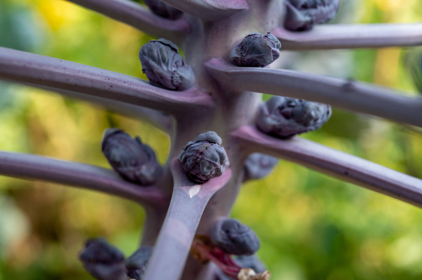 Spruitkool - Brassica oleracea oleracea gemmifera (paars)