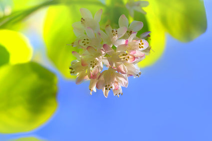Staphylea pinnata - bloemtros