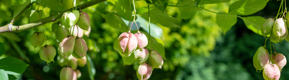 Staphylea pinnata - vruchten