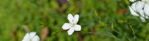 Steenanjer - Dianthus deltoides 'Albiflorus' wit bloeiende groenblijvende planten