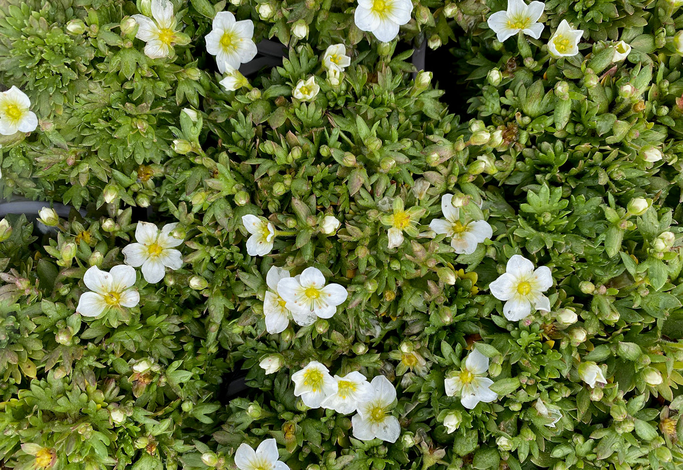 Steenbreek - Saxifraga x arendsii 'Touran Big White'
