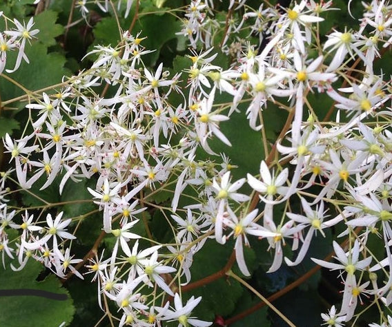 Steenbreek - Saxifraga cortusifolia 'Rokujo'