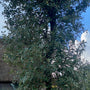 Kroon Steeneik - Quercus ilex