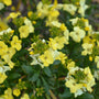 Erysimum 'Primrose' lichtgele bloemen