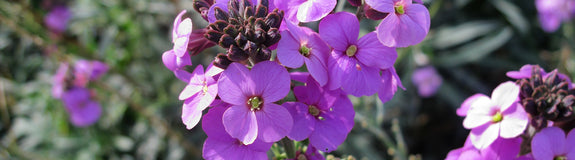 Steenraket - Erysimum linifolium 'Bowles Mauve' tuinplanten