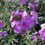 Steenraket - Erysimum linifolium 'Bowles Mauve' tuinplanten