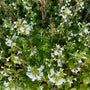 Calamintha nepeta 'Marvelette White' in bloei
