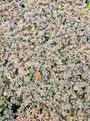 Stekelnootje - Acaena microphylla