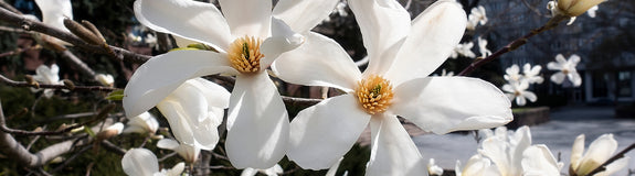 Bloei Stermagnolia - Magnolia stellata