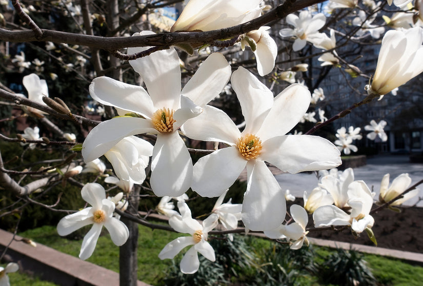 Bloei Stermagnolia - Magnolia stellata