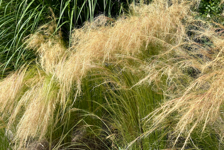 4x stipa tenuifolia 'ponytails' - herbe à plumes - graminées ornementales - rustique - ⌀13 cm 4x stipa tenuifolia 'ponytails' - herbe à plumes - graminées ornementales - rustique - ⌀13 cm