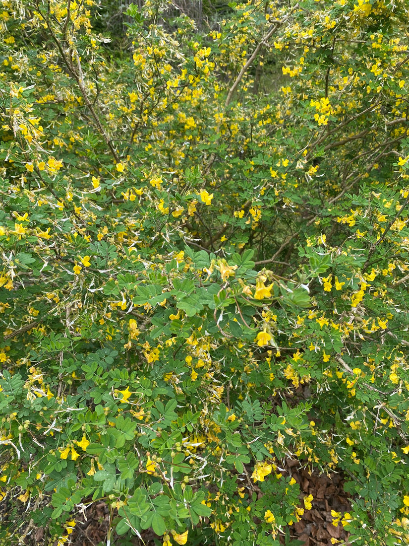 Struikpaardenhoefklaver - Hippocrepis emerus