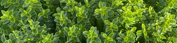 Struikveronica - Hebe buxifolia