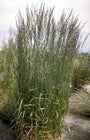 Struisriet - Calamagrostis x acutiflora 'Karl Foerster'