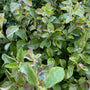 Symphoricarpos doorenbosii 'White Hedge' (foto oktober)