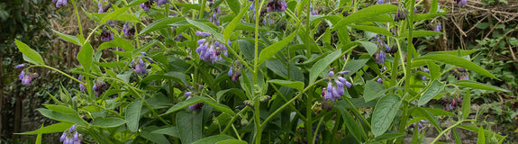 Russische smeerwortel - Symphytum × uplandicum ‘Bocking 14′