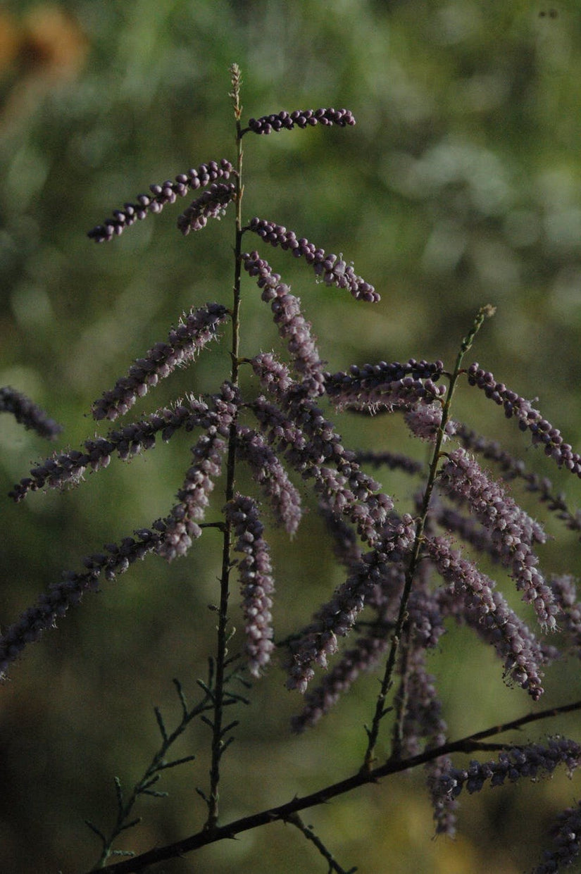 Tamarix tetrandra na bloei