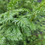 Taxus-Baccata close up