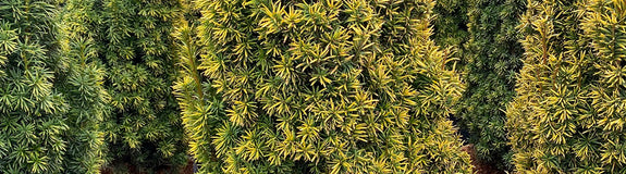 Venijnboom - Taxus baccata 'Standishii'