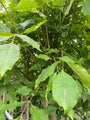 Tetradium bijenboom bladeren