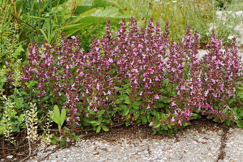 Echte Gamander - Teucrium chamaedrys - Bloei