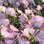 Teunisbloem - Oenothera speciosa 'Siskiyou' tuinplanten roze bloeikleur