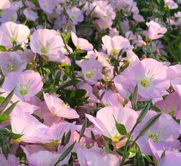 Teunisbloem - Oenothera speciosa 'Siskiyou' tuinplanten roze bloeikleur