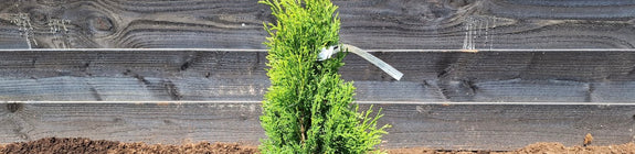 Thuja 'Smaragd' - Westerse Levensboom 60-80cm