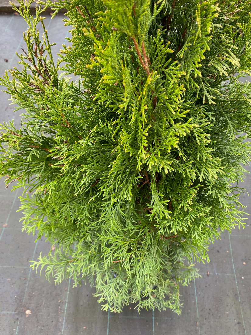 Westerse levensboom - Thuja occidentalis 'Smaragd'