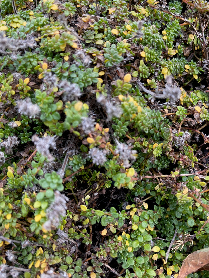 Thymus serpyllum 'Elfin'