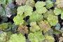Blad Schuimbloem - Tiarella cordifolia