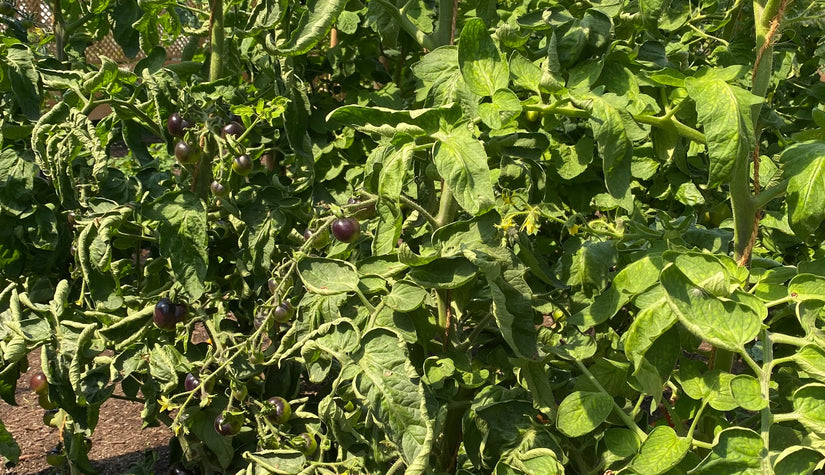Tomaat - Indigo Rose een zwart-paarse tomaat