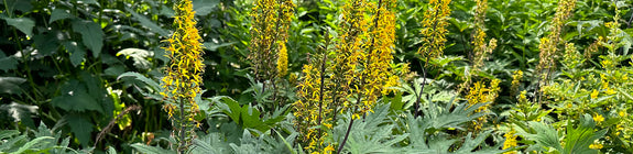 Tongkruiskruid - Ligularia przewalskii borderplant