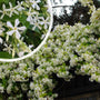 Toscaanse Jasmijn - Trachelospermum jasminoides 