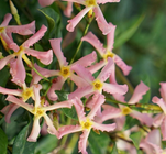 Toscaanse jasmijn - Trachelospermum asiaticum 'Pink Air'