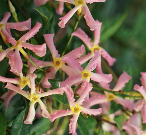 Toscaanse jasmijn Trachelospermum asiaticum 'Pink Air'