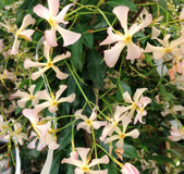 Toscaanse jasmijn - Trachelospermum asiaticum 'Pink Showers'