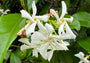 Bloemen Sterjasmijn / Toscaanse Jasmijn