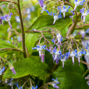 Oriëntaals komkommerkruid - Trachystemon orientalis