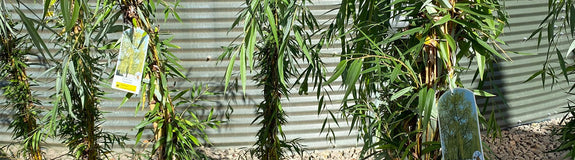 Treurwilg - Salix alba 'Tristis'